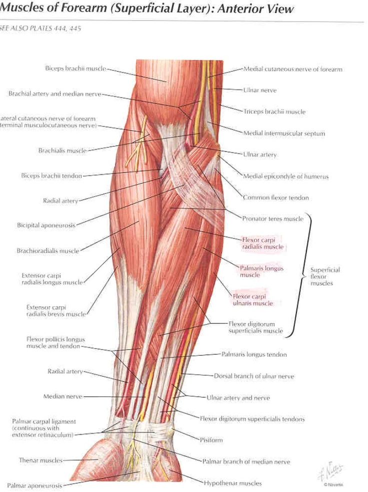 elbow-forearm-superficial-muscles