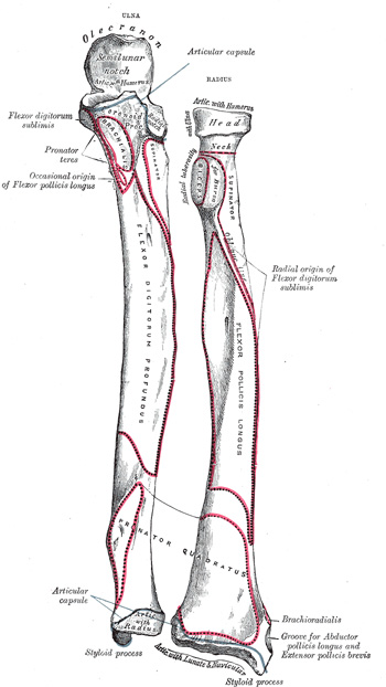 elbow-wrist-bones